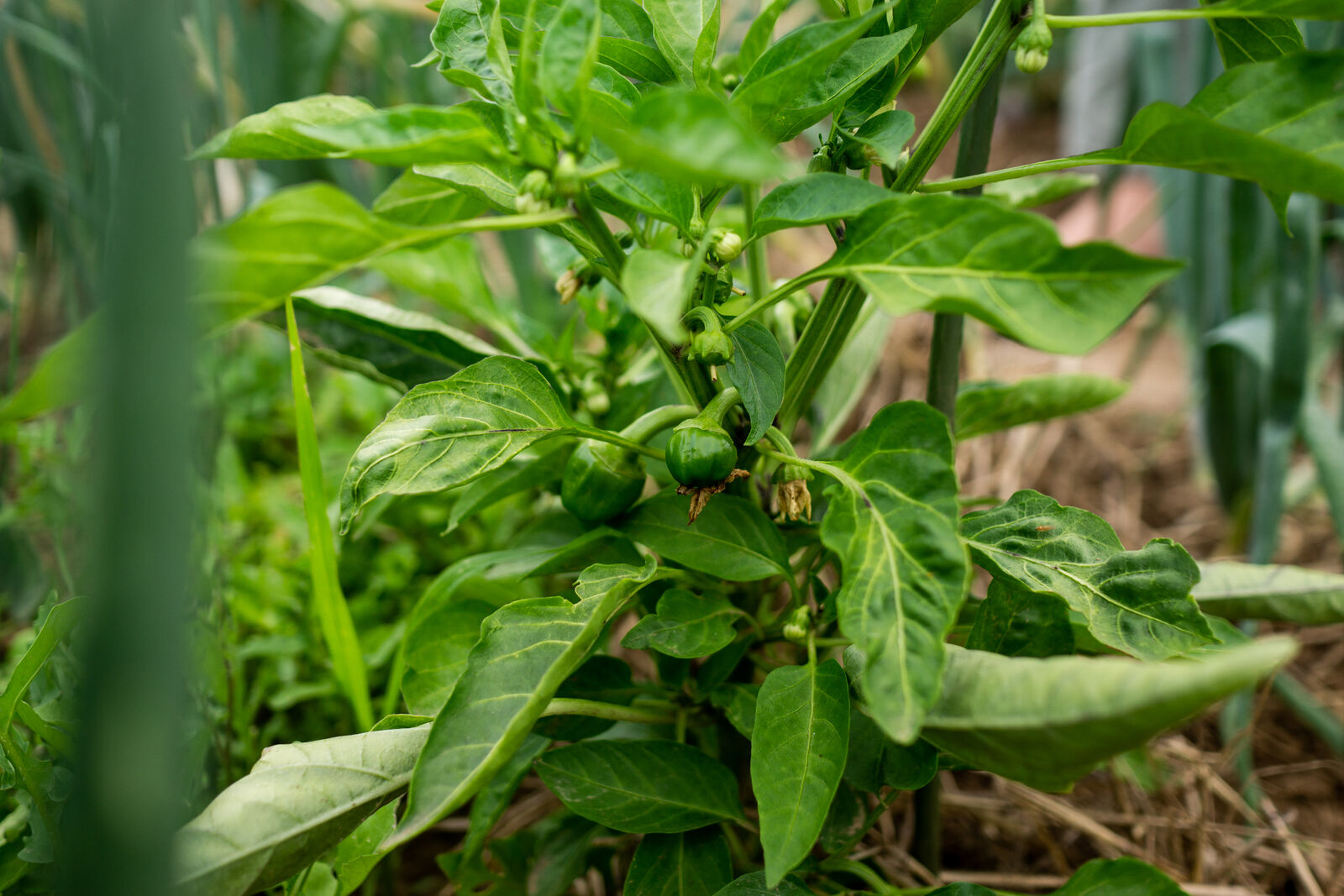 Peppers outdoors in mixed cultivation with cucumber