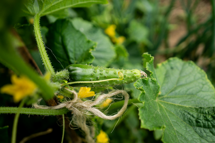 Cucumbers: Companion plants, antagonistic plants with companion planting plan