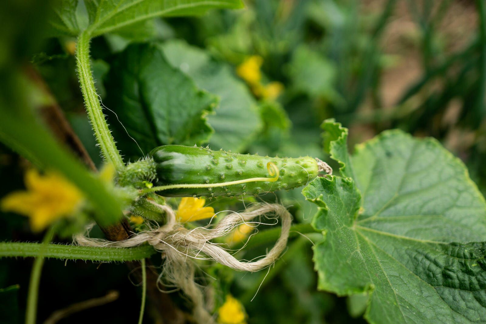 Cucumbers: Companion plants, antagonistic plants with companion planting plan