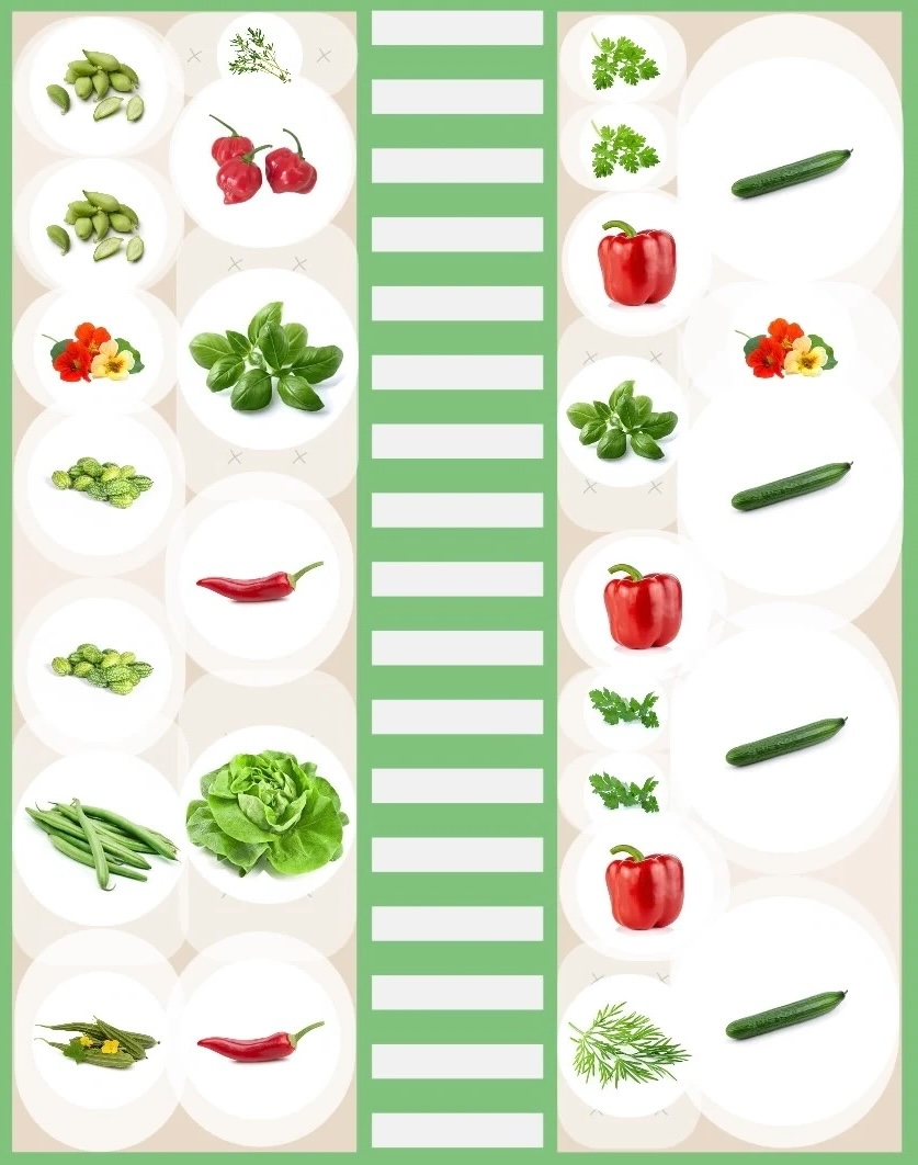 Mixed crop planting plan with cucumber and peppers in the greenhouse