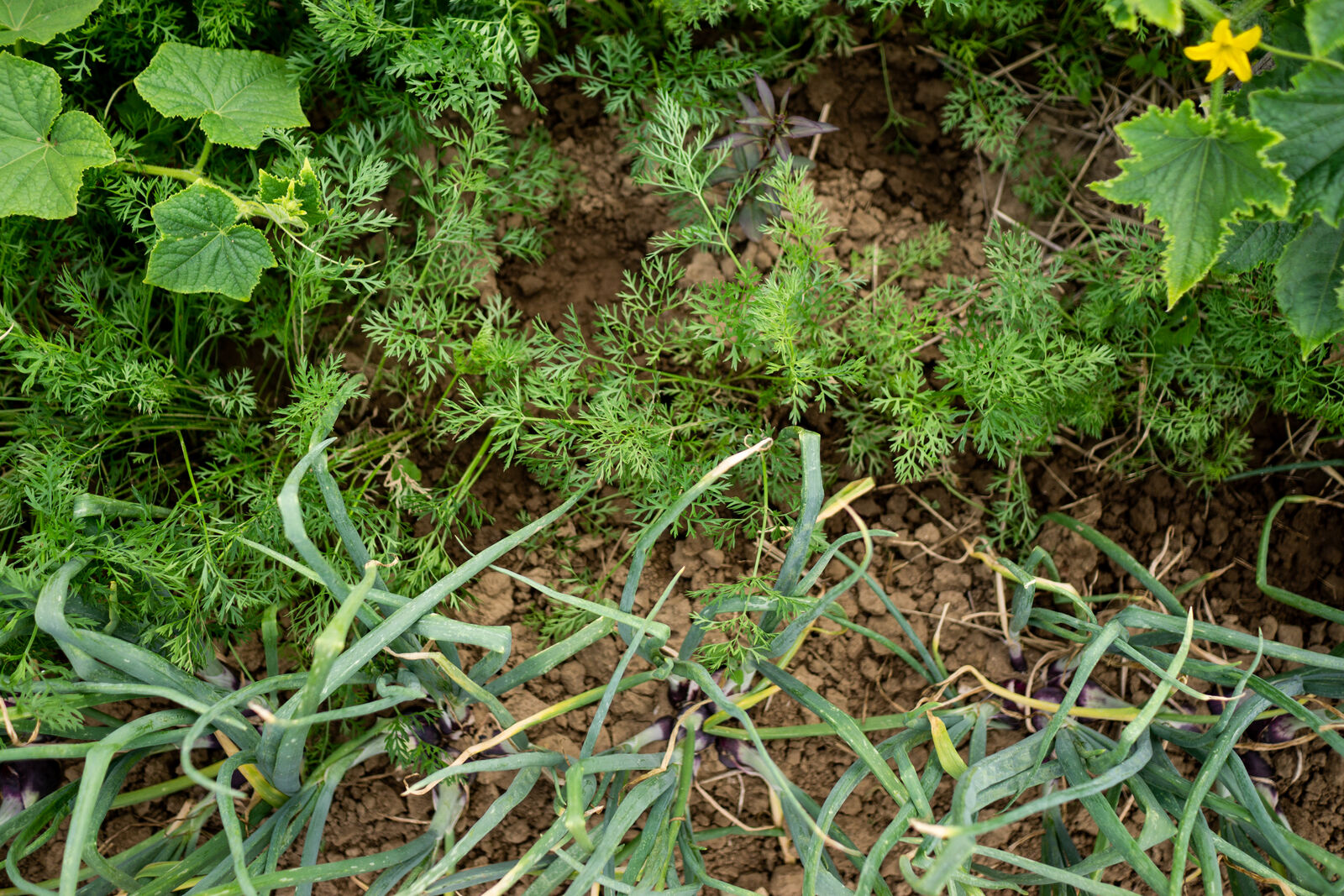 Mixed cultivation with cucumbers, onions and dill