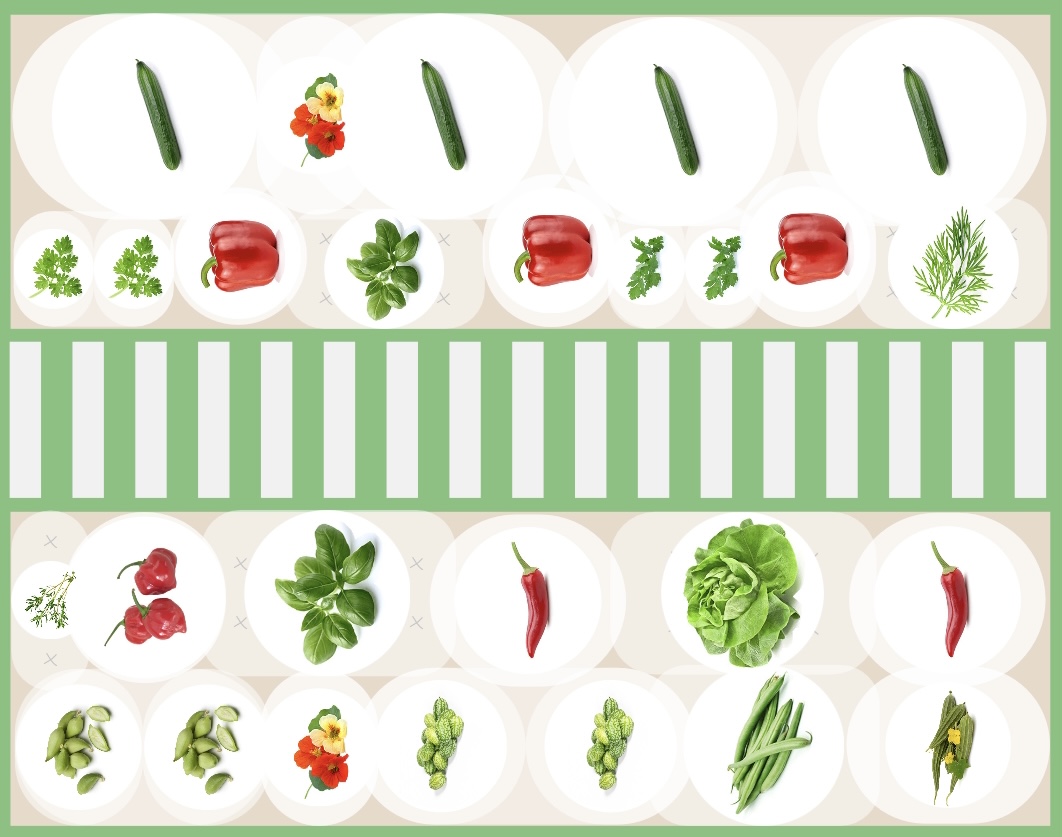 Mixed crop planting plan with cucumber and peppers in the greenhouse