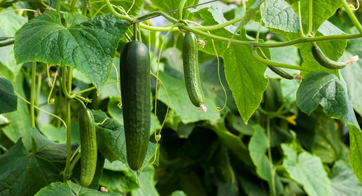 How to Grow and Care for Cucumbers