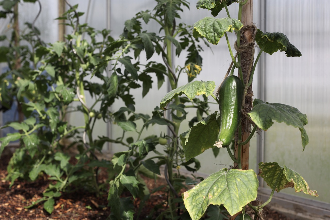 Cucumber plant in the greenhouse