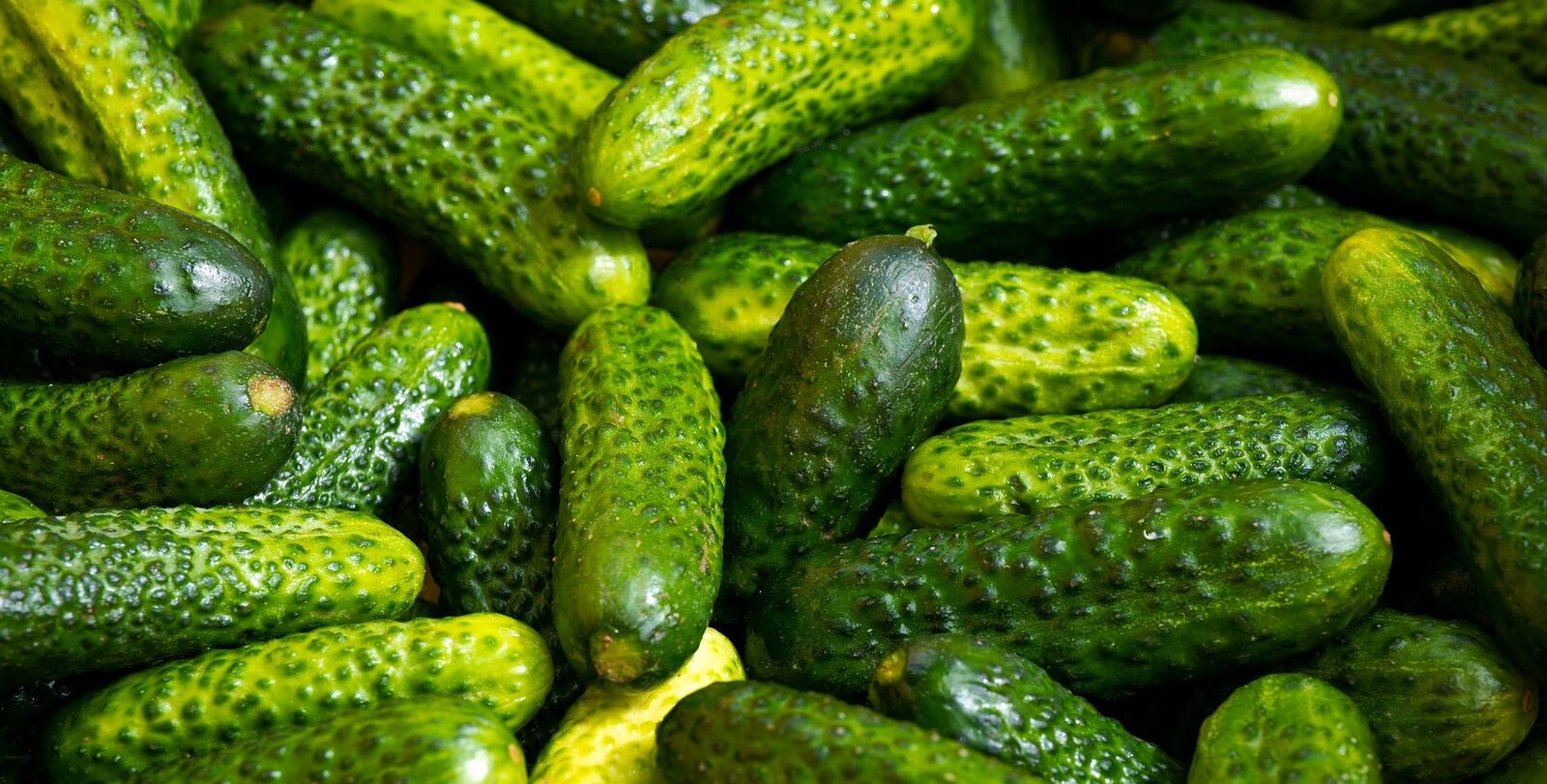 Pickled cucumbers