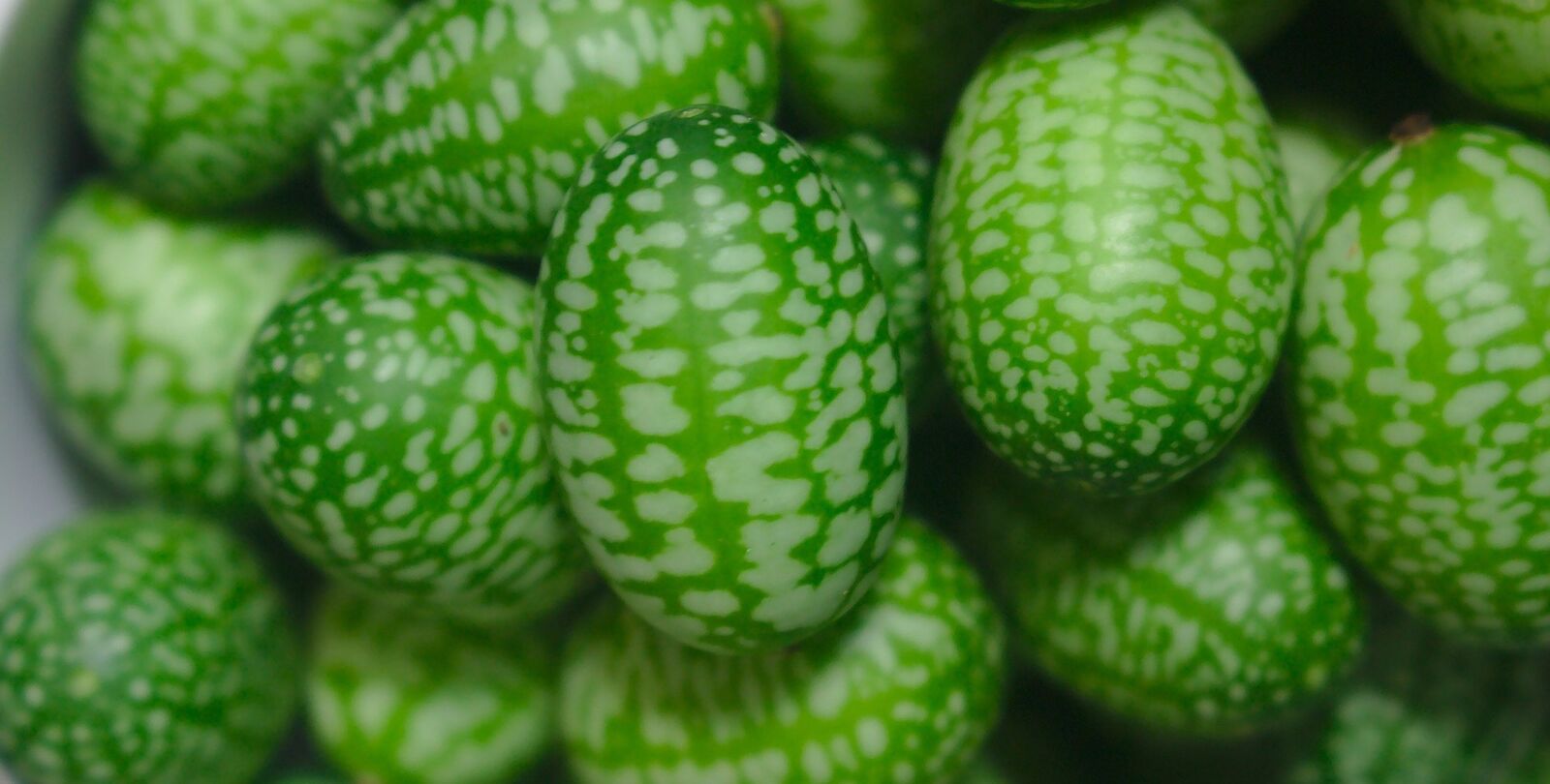 Mexican mini cucumbers