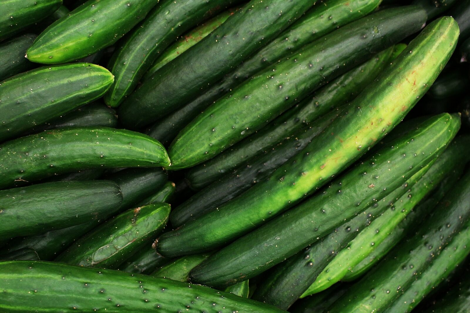 Cucumber varieties: About salad cucumbers and pickles