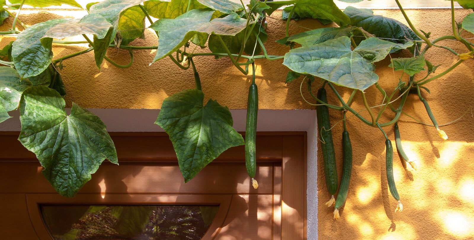 Snake cucumbers in the open field