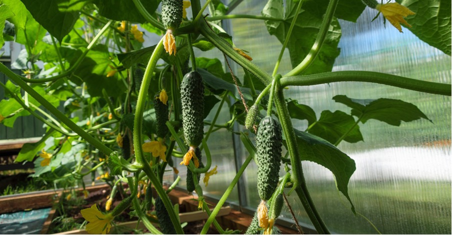 Cucumbers are often sown in greenhouses, as it is nice and warm for them there.