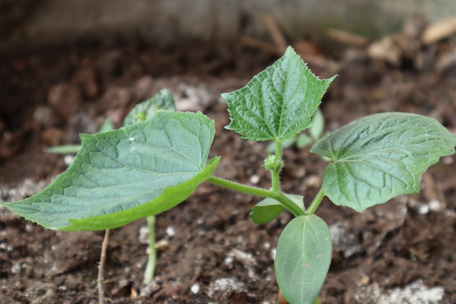 Pre-planting cucumbers: How to get healthy young plants