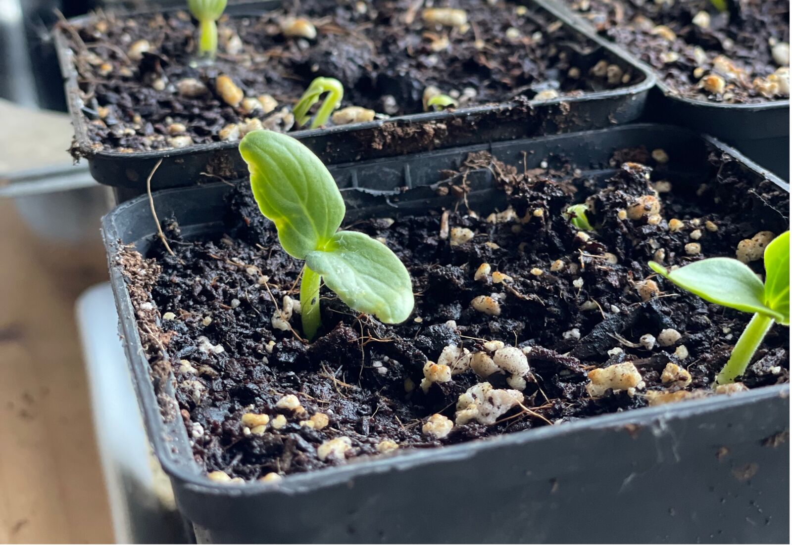 You should not prick out cucumbers because they have sensitive roots.