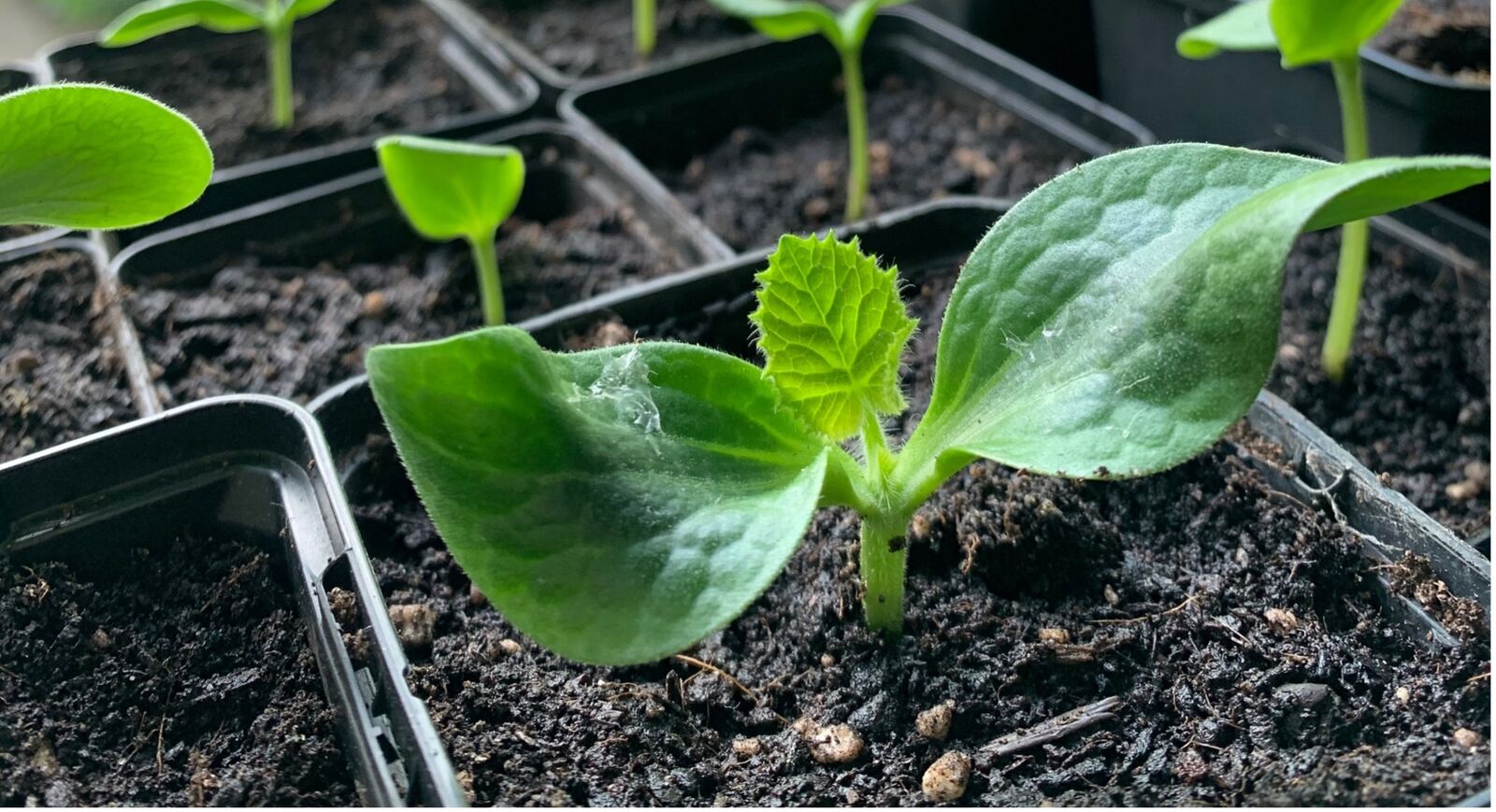 Cucumbers need large growing pots with a diameter of 10 centimeters.