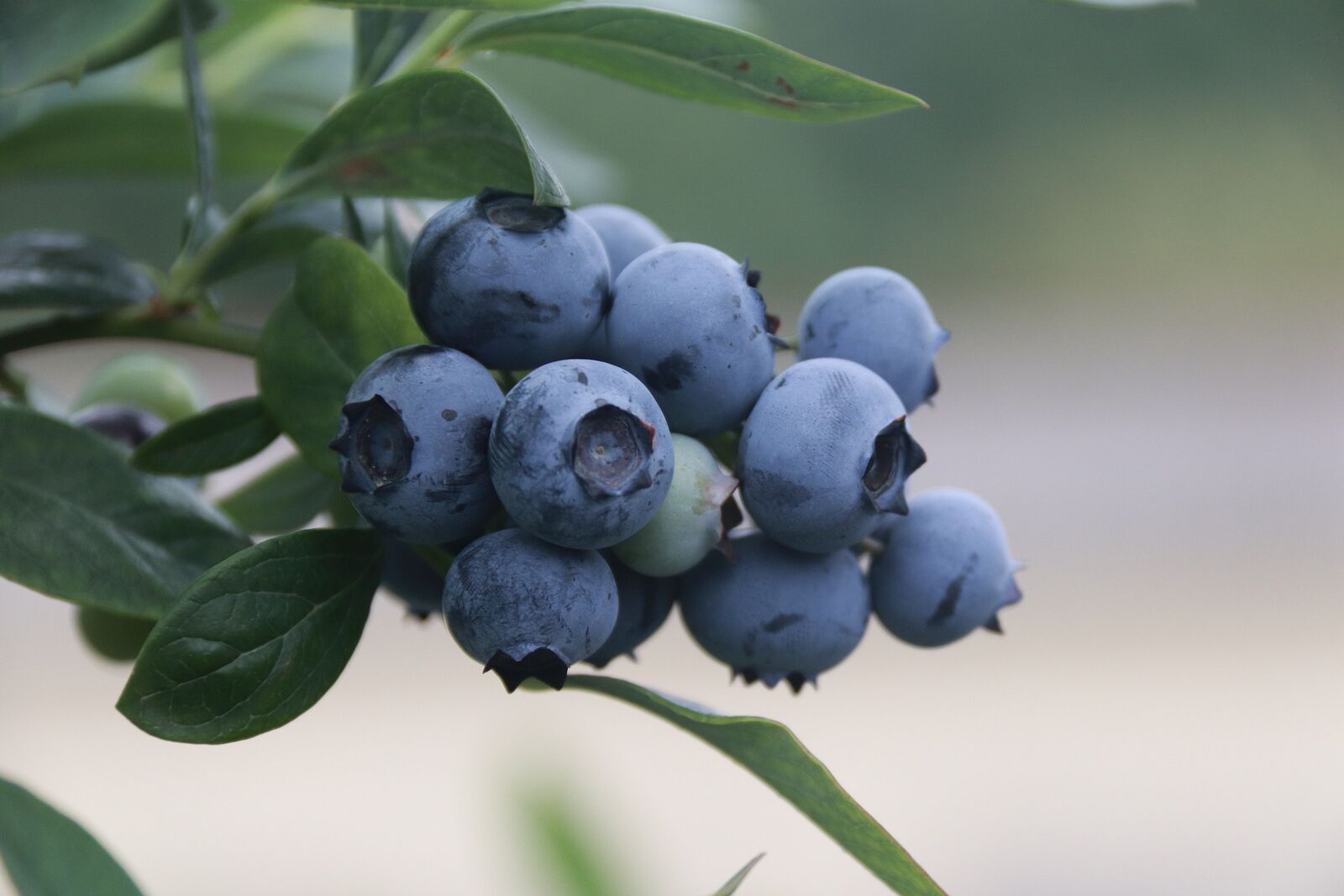 Pruning blueberry bushes: Good reasons