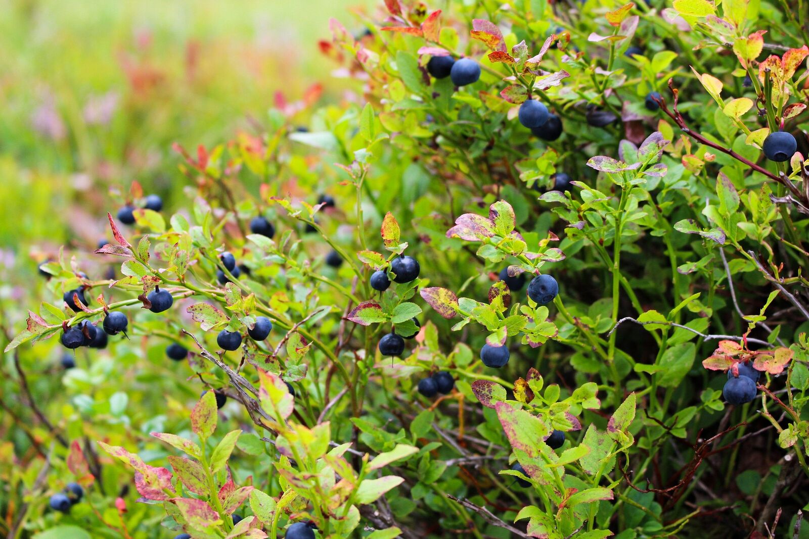 Pruning blueberries