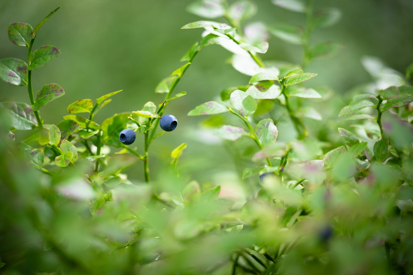 Pruning blueberries: A guide