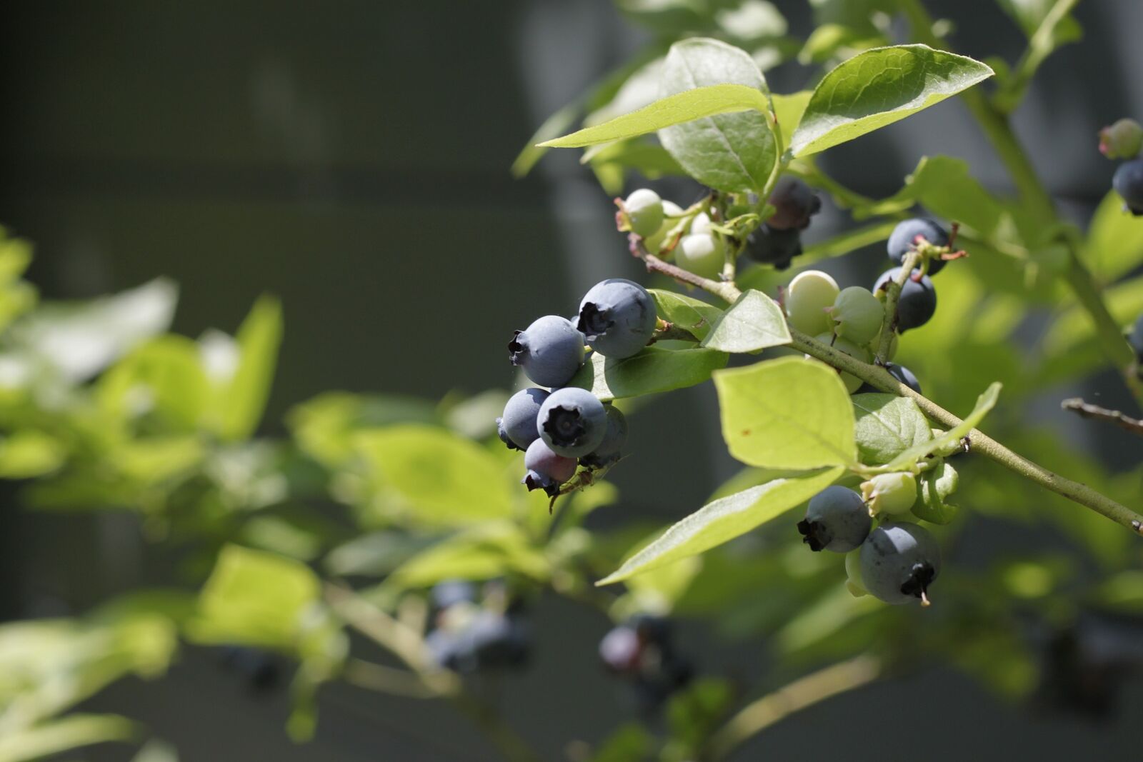 Propagating blueberries