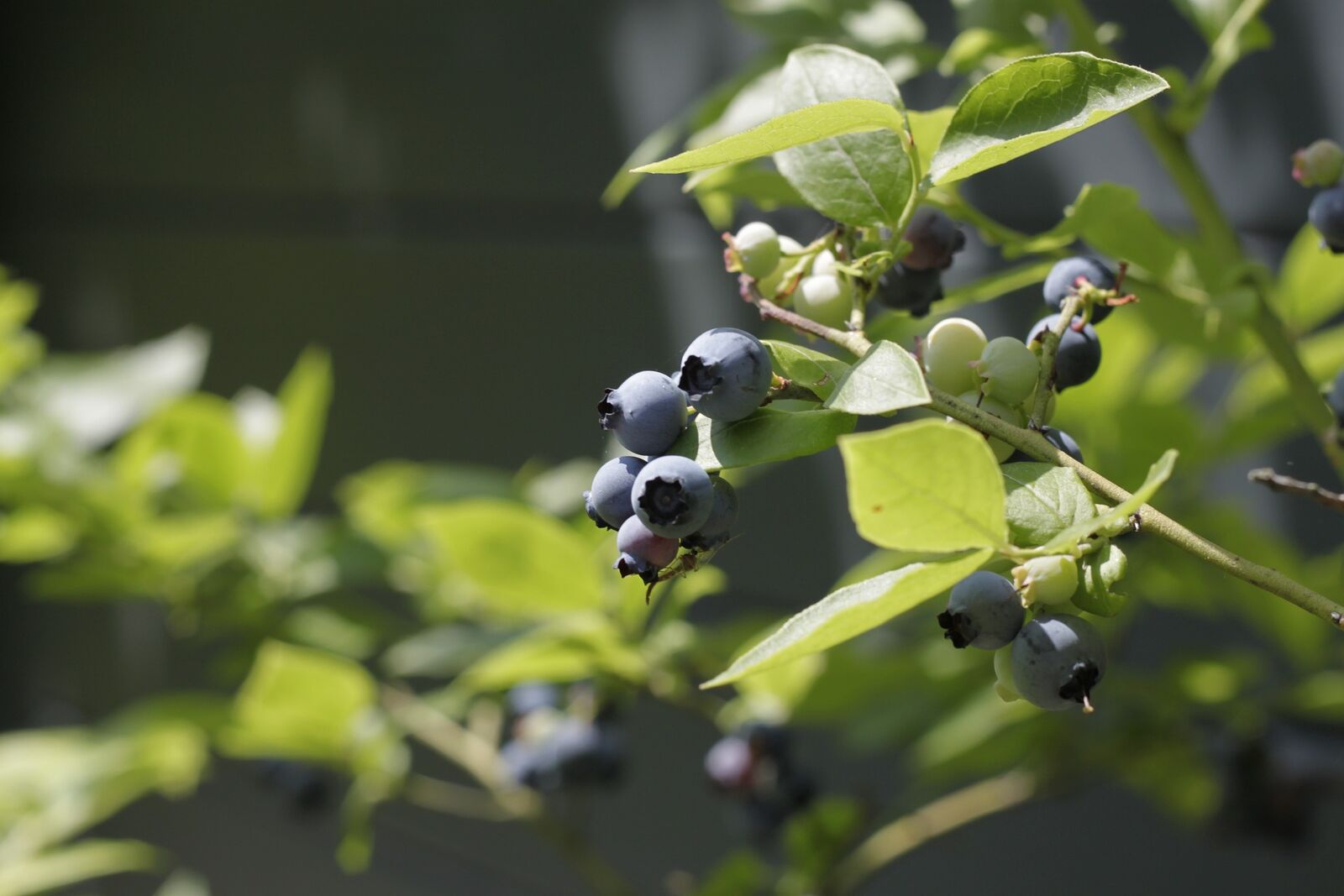 Heidelbeeren vermehren