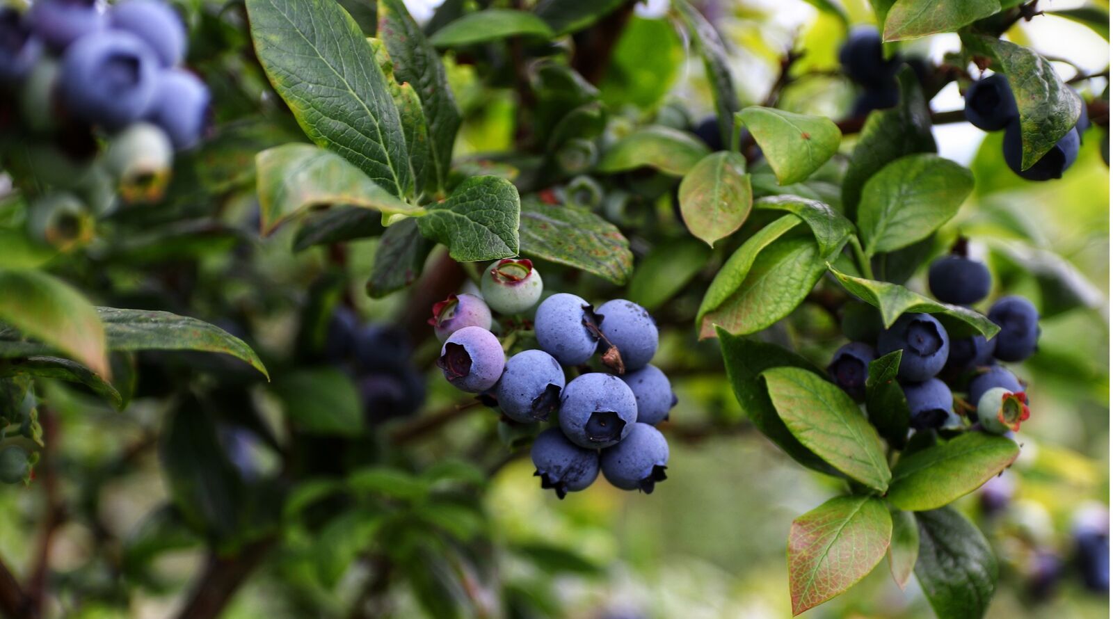 Plant culture blueberries