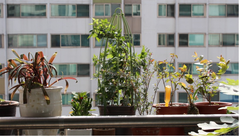 Heidelbeeren im Kübel und auf dem Balkon anbauen