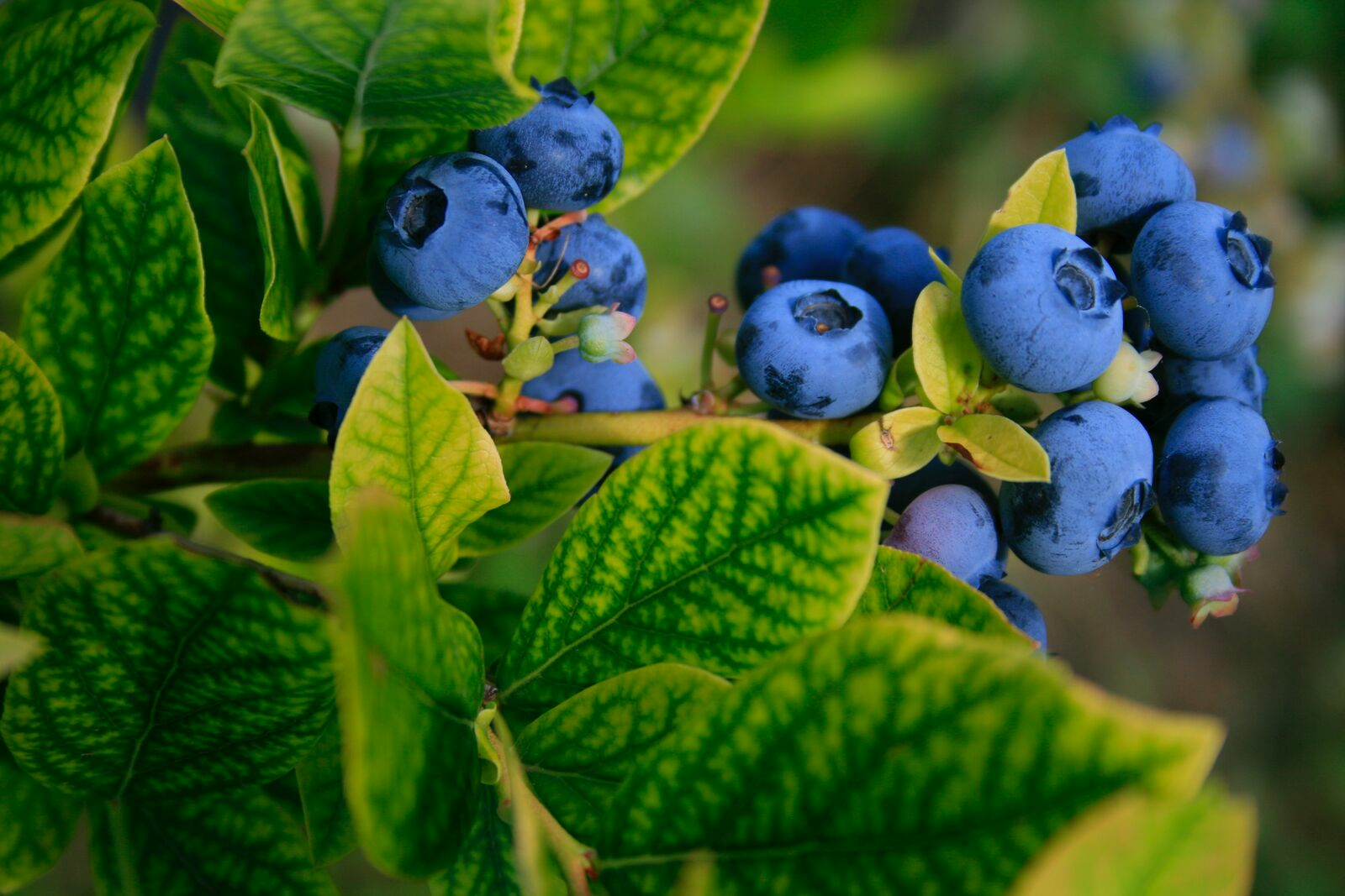 Planting blueberries: Cultivation, care & harvest