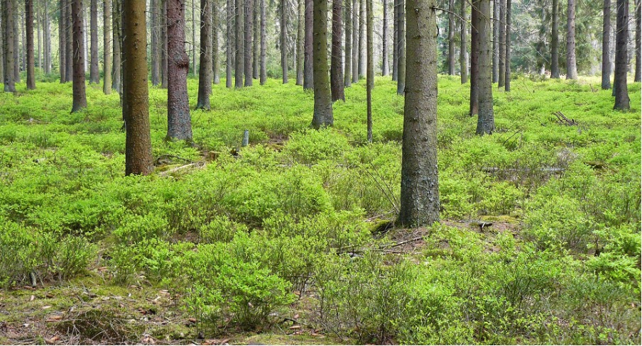 The right location for blueberries