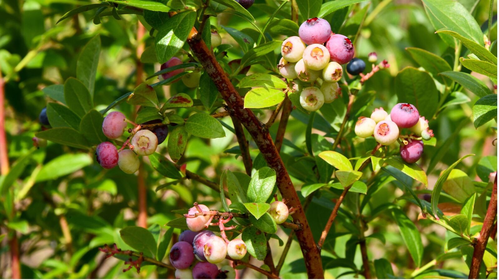 Blueberries: the right time to harvest