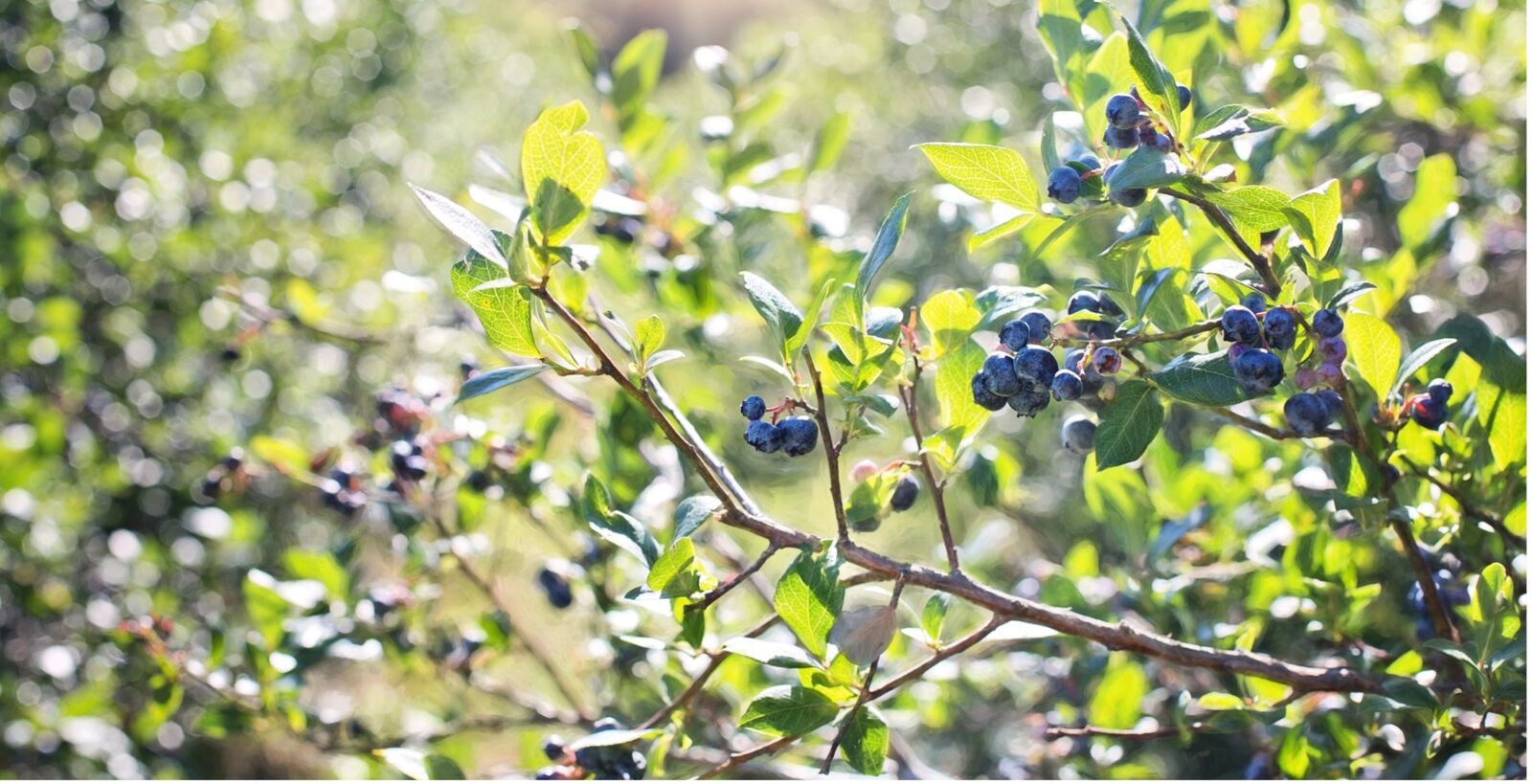 Proper care for blueberries