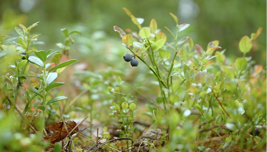 Plant blueberries