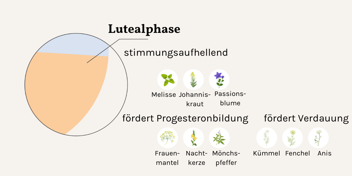 Lutealphase und Heilkräuter