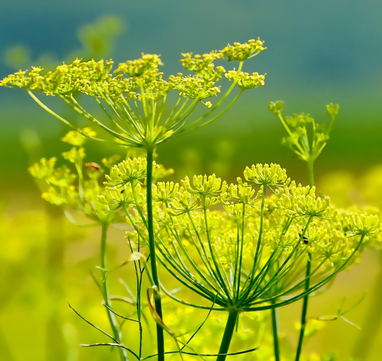 Fennel in bloom