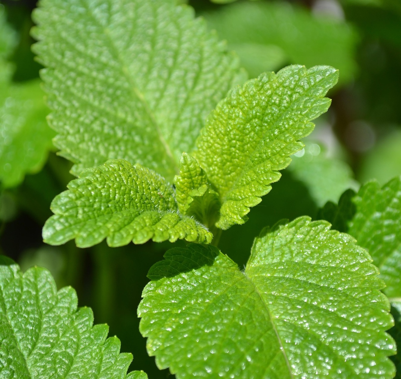 lemon balm