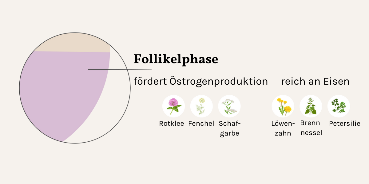 Heilkräuter gegen Östrogenmangel