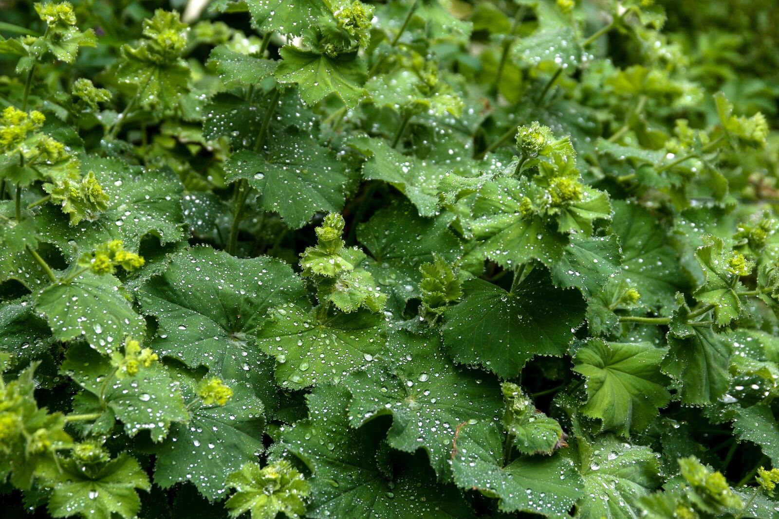 Lady's mantle