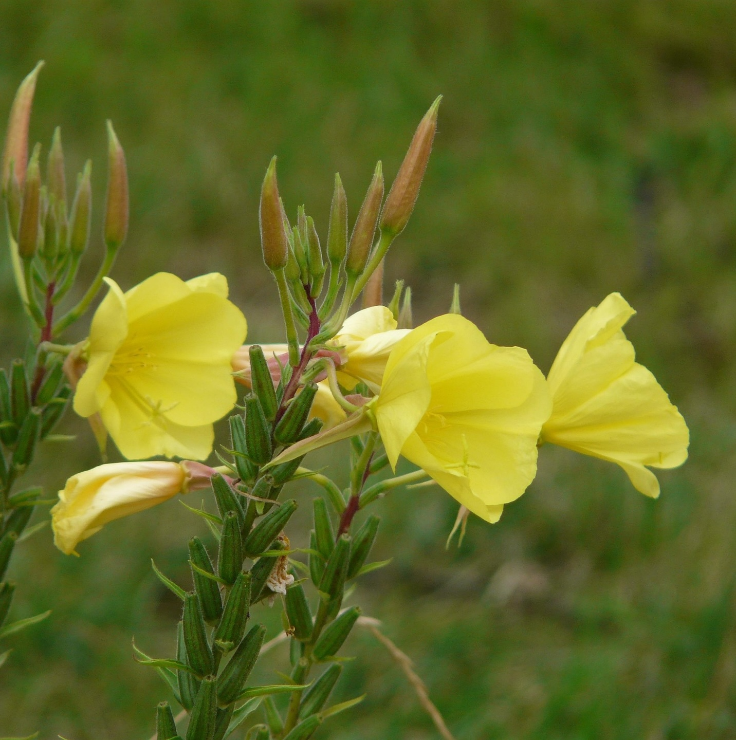 Evening primrose in bloom