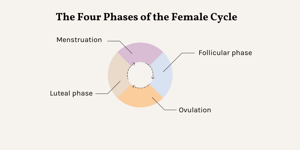 The Four Phases of the female cycle