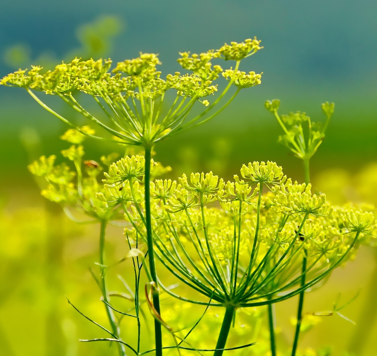 Fenchel in der Blüte