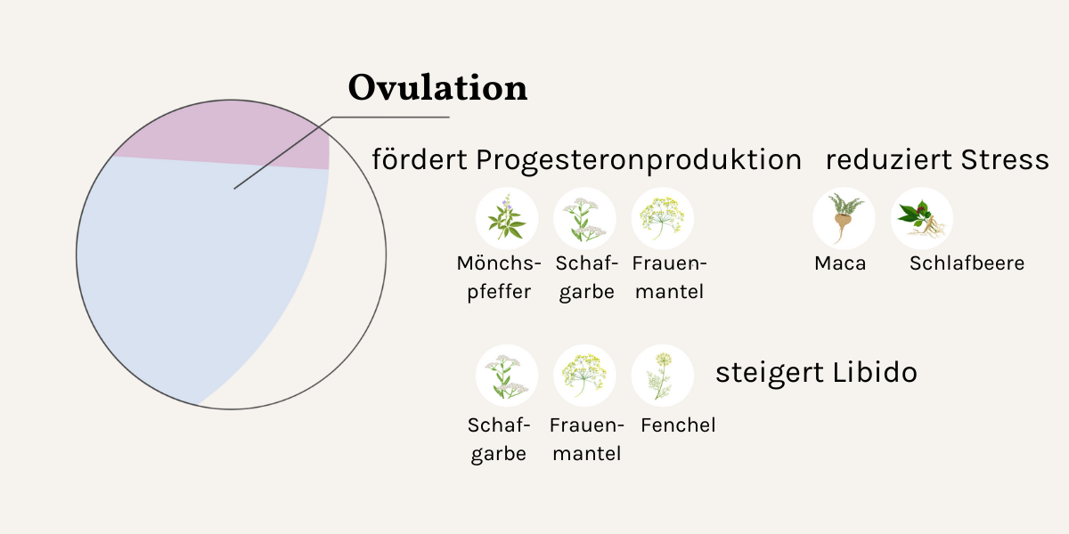 Heilkräuter für Frauen bei Östrogenmangel