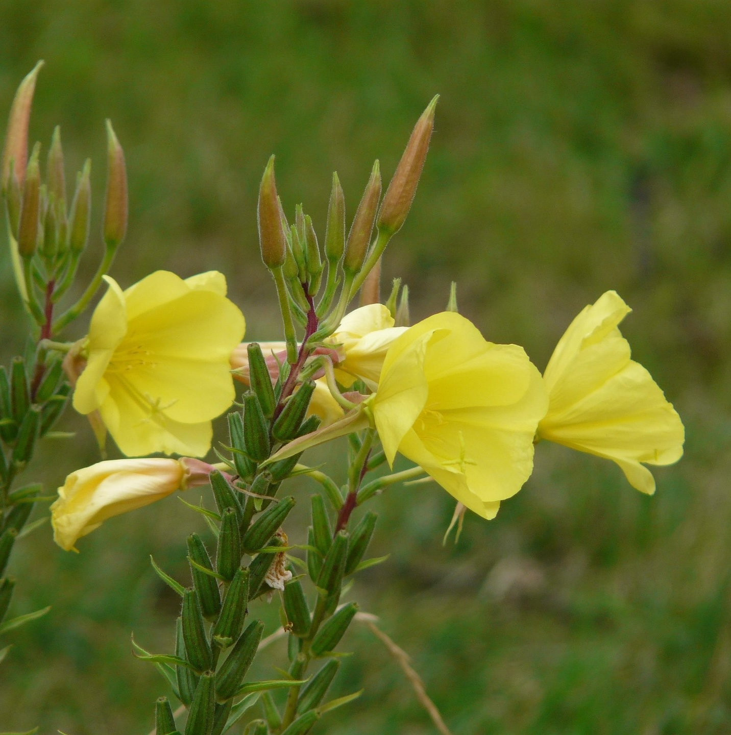 Nachtkerze in der Blüte