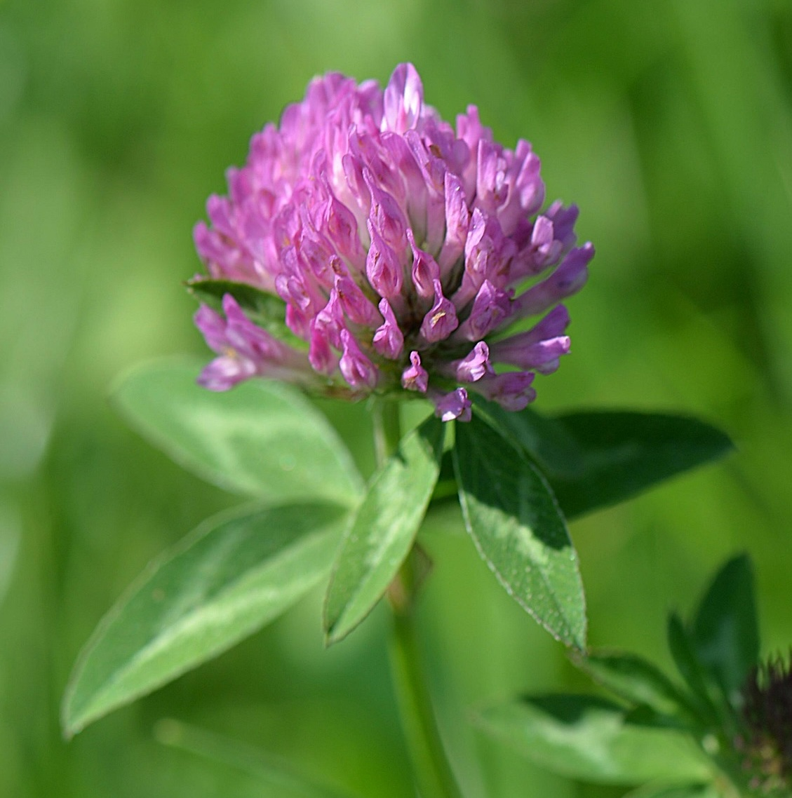 Red clover in bloom