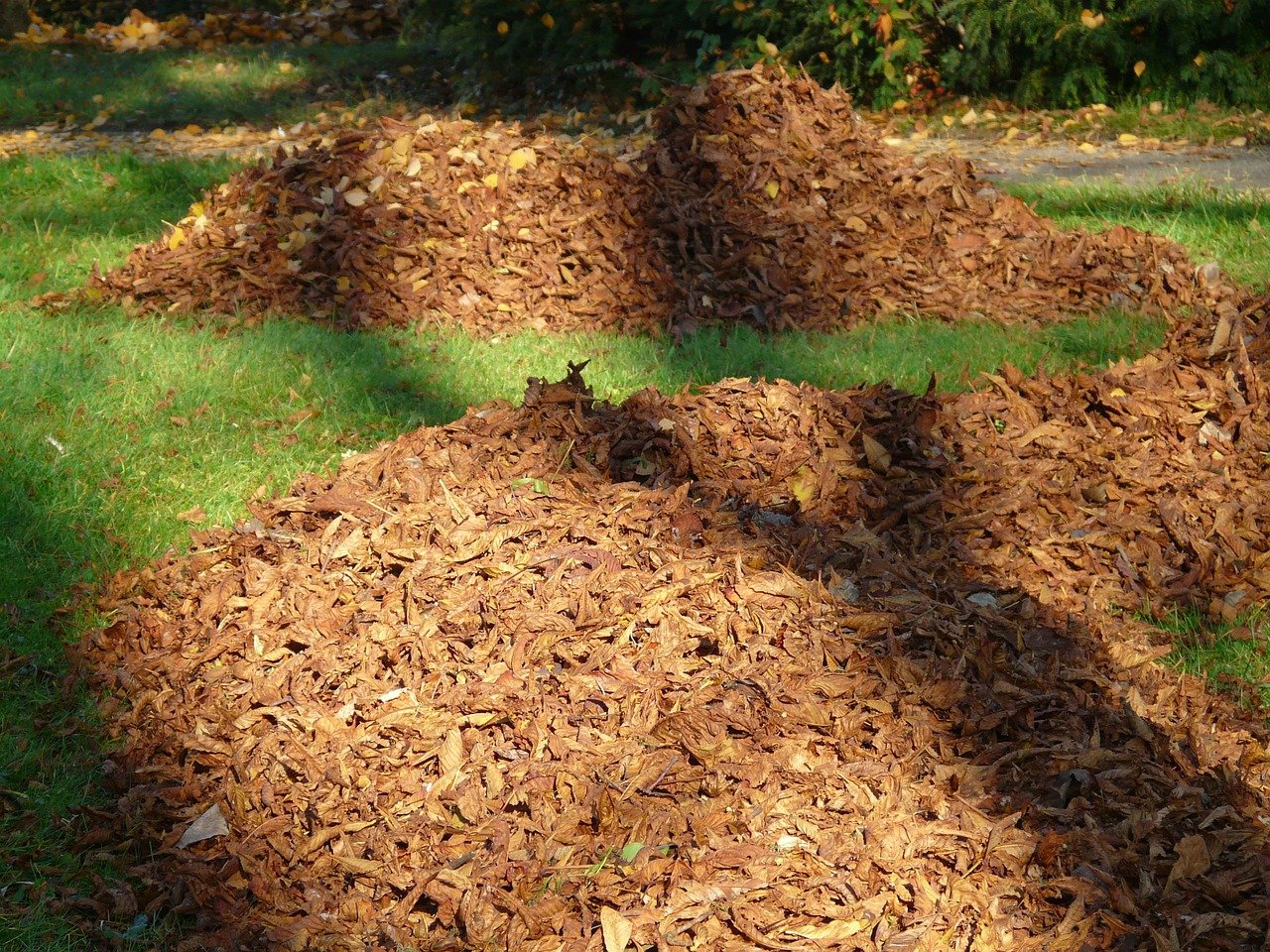 Compost heap made from leaves