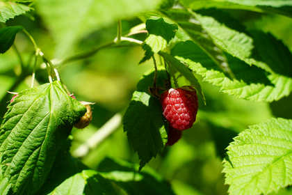 Growing raspberries: Location, cultivation & neighbors