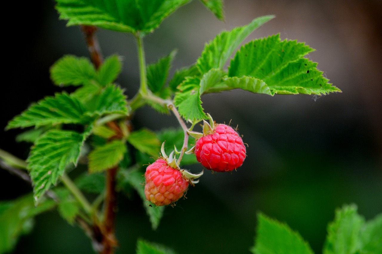 beautiful ripe raspberries on the bush