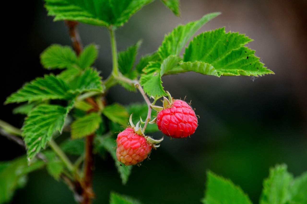 schöne reife Himbeeren am Strauch