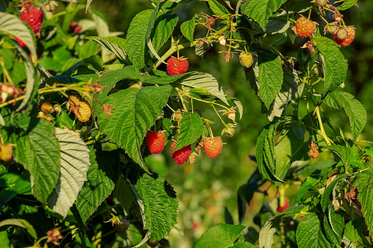 Raspberry bush in a sunny place