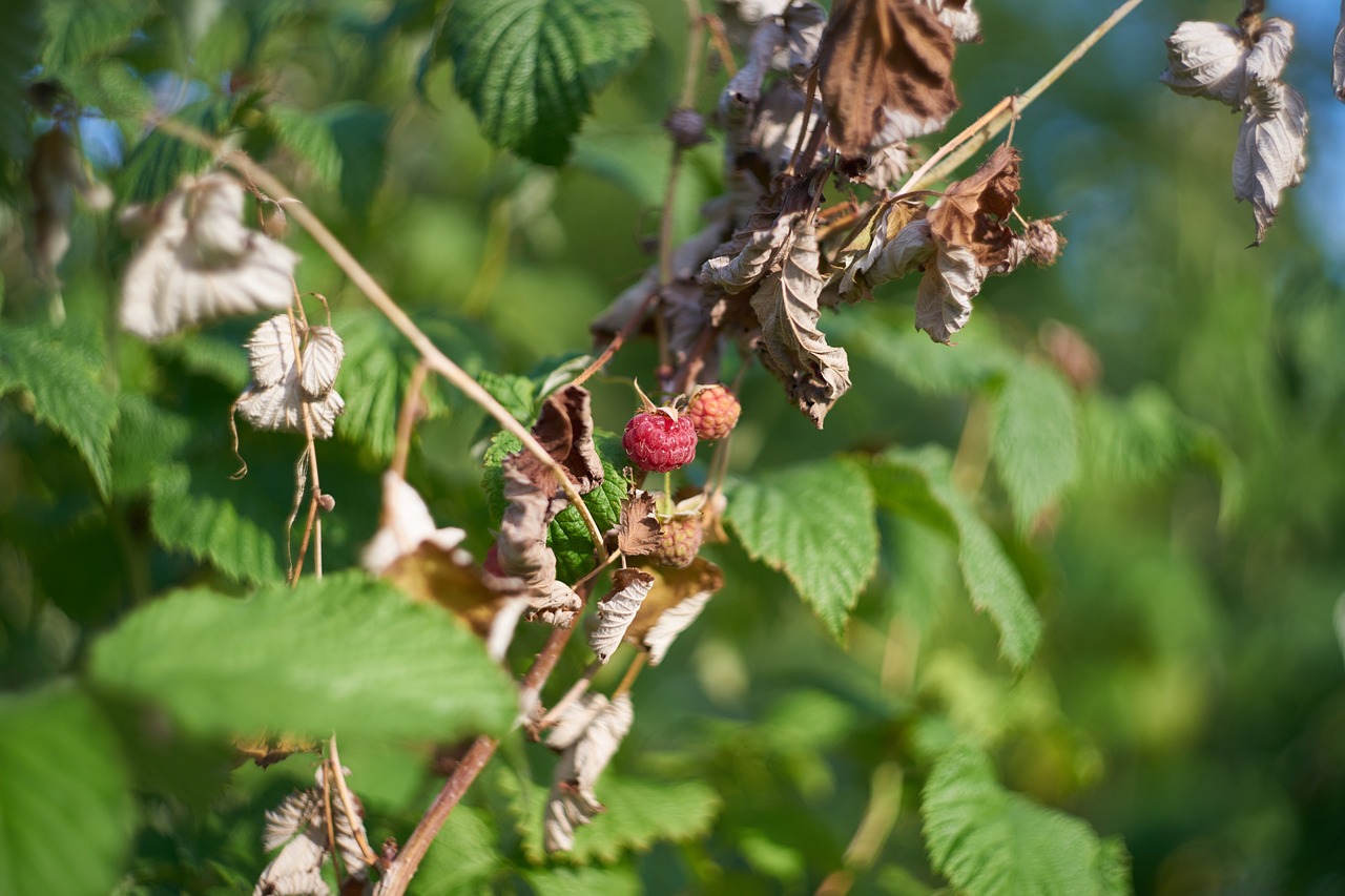 Raspberry bush with withered shoots