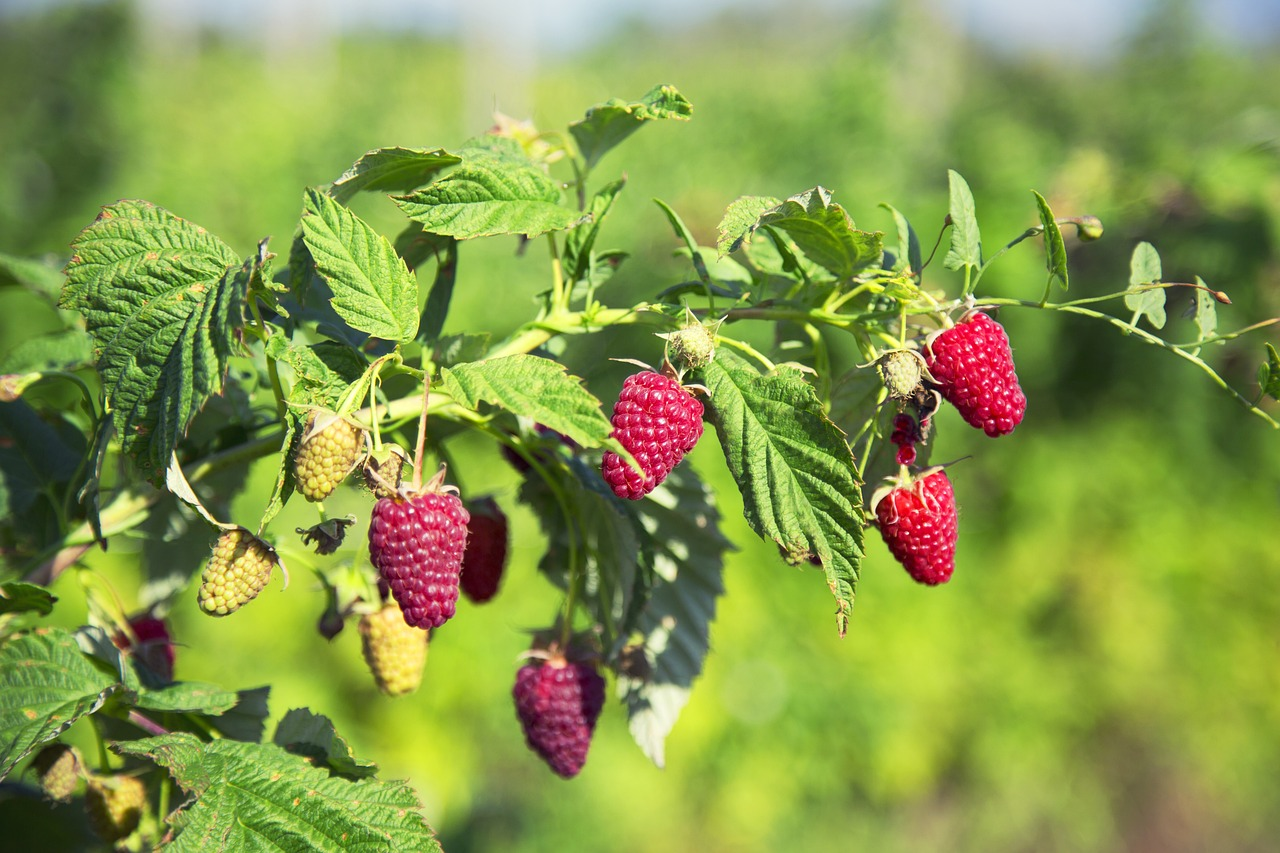 Raspberries: Pruning, fertilizing & propagating