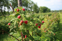 Pruning raspberries: How to do it