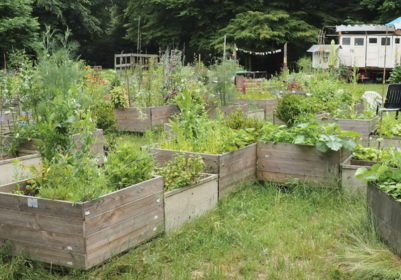 Raised Beds: your planting plan for a year