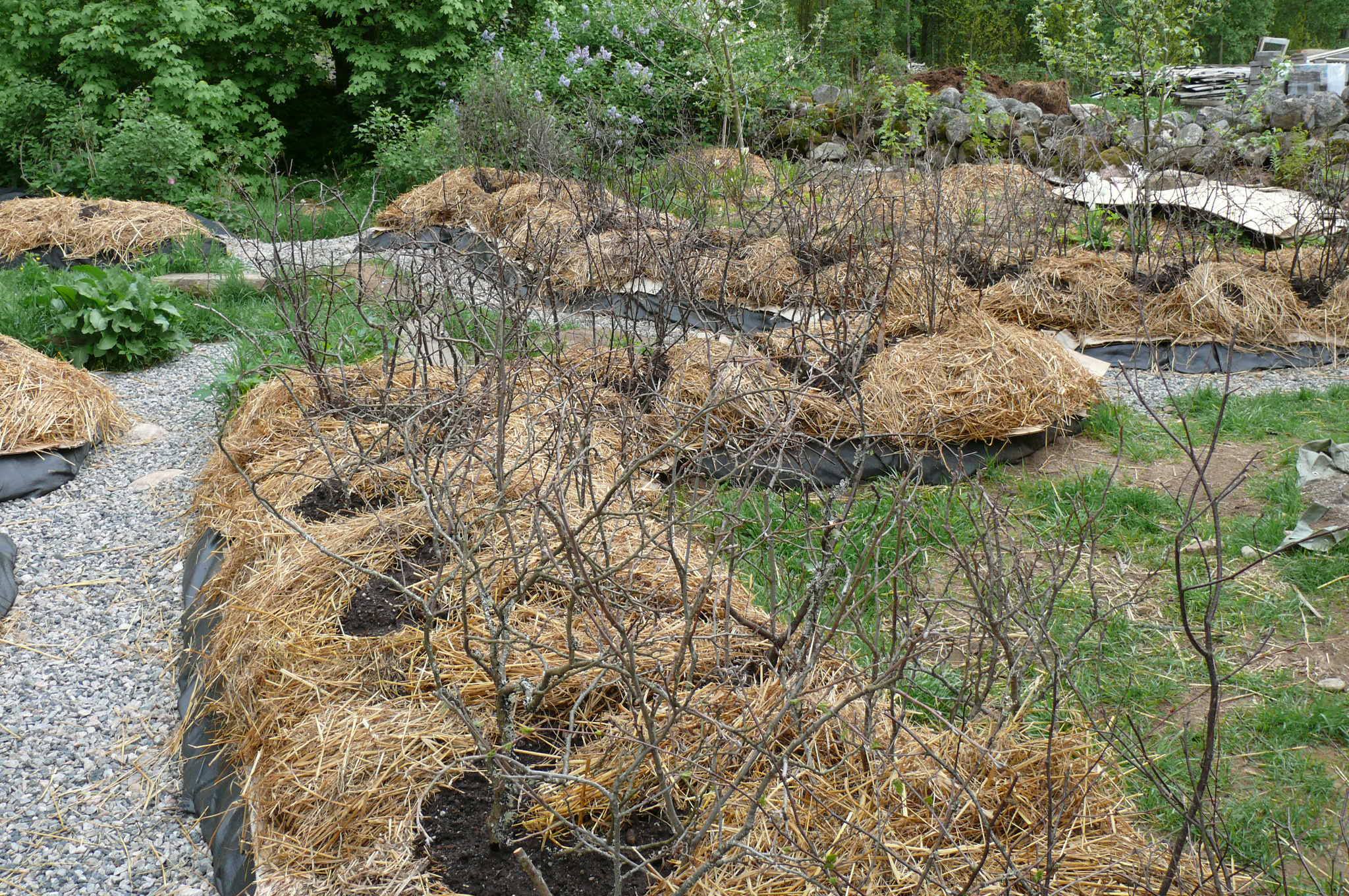 Raised bed planted with perennials