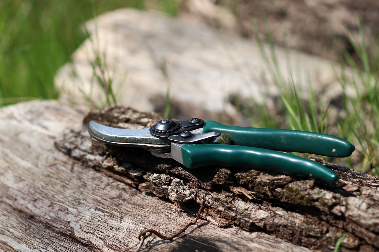 Pruning currants with secateurs